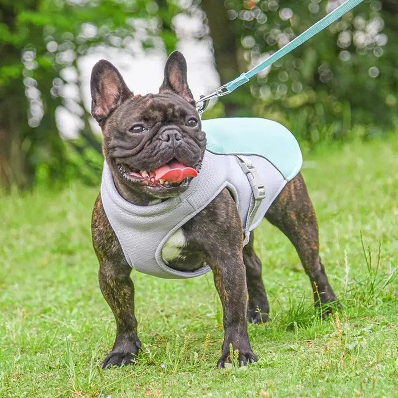 ChillPaw Vest — Øjeblikkelig Kølende Frihed