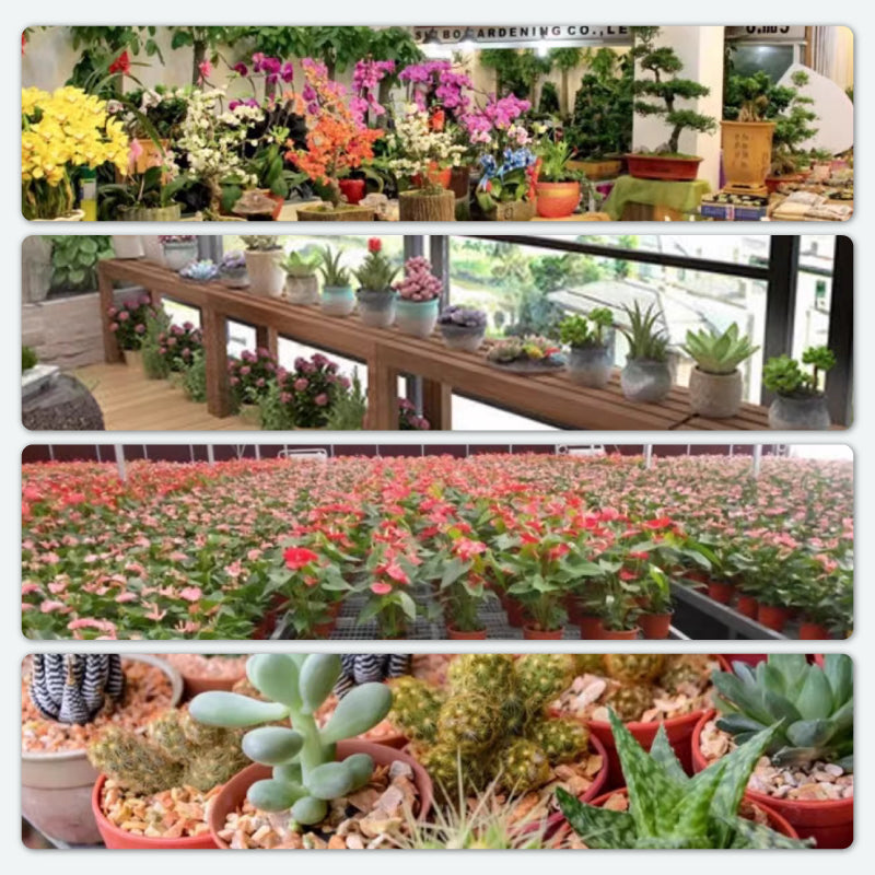 GlowBloom — Halte Blumen lebendig