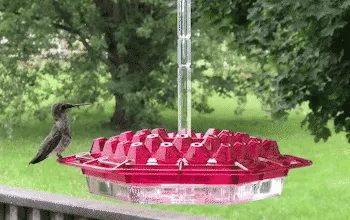 HummingGlow — Ameisenfreie Kolibri-Oase