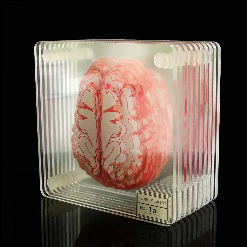 BrainWave - neues zeitgenössisches 'Hirn'-Untersetzer-Set